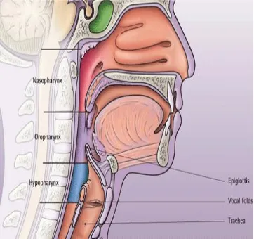 Fig.4: Anatomy of the pharynx and larynx. 