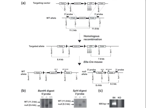Figure 1 Generation and validation of mGluR3 KO mice. (a) WT and KO alleles: Closed boxes indicate the approximate positions of the 5′ and3′ probes