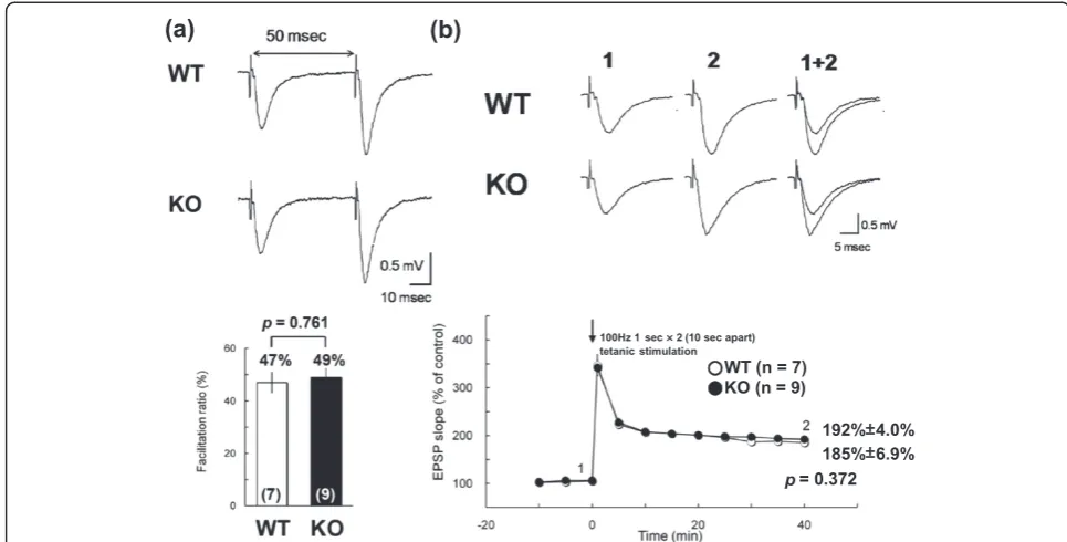 Figure 7 Paired pulse facilitation and long-term potentiation. (a) Facilitation ratios evaluated at 50-millisecond (msec) intervals; scale: 0.5 mV,10 msec