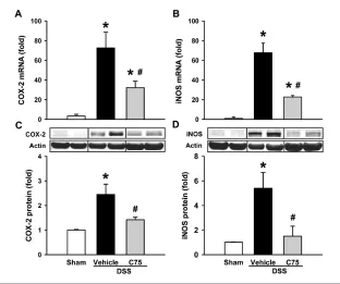 Figure 7. Effect of C75 treatment on the expression of inflammatory mediators in DSS coli-tis