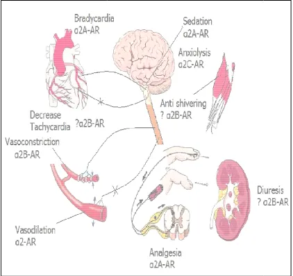 Figure 5: Physiology of various alpha 2 receptorsFigure 5: Physiology of various alpha 2 receptors 