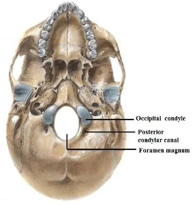 Fig.1. External surface of  Base of skull 