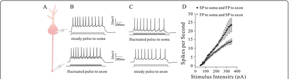 Figure 9 The reduction of axonal VGSC function by steady depolarization signal may weaken axonal capability to produce spikes inat the soma and axonal bleb.the soma to indirectly inactivate axon VGSCs.inactivate axonal VGSCs.capability induced by the fluct