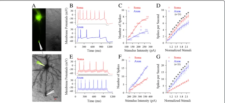 Figure 1 Long-time step pulses initiate sequential spikes at the soma of cortical pyramidal neurons, but the fluctuated signals inducethe soma (red trace) than at the axon (blue).pyramidal neuron.wave, middle black trace) induces more spikes at the axon (b