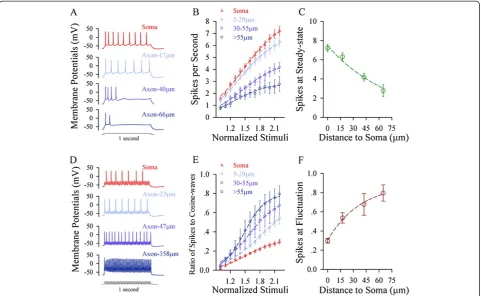 Figure 3 The axon possesses the maximal ability of firing spikes in response to fluctuated signals, and the soma has the maximal(cosine wave at 50 Hz).(pinks) and >55values of inputwaveforms from the soma to different axonal segments.5 ~ 29ability of firin