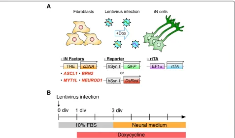 Figure 1 Schematic overview of the experimental procedure for generation of common marmoset induced neuronal cells fromgreen fluorescent protein (GFP) or DsRed under the human synapsin I promoter was used to monitor neuronal induction