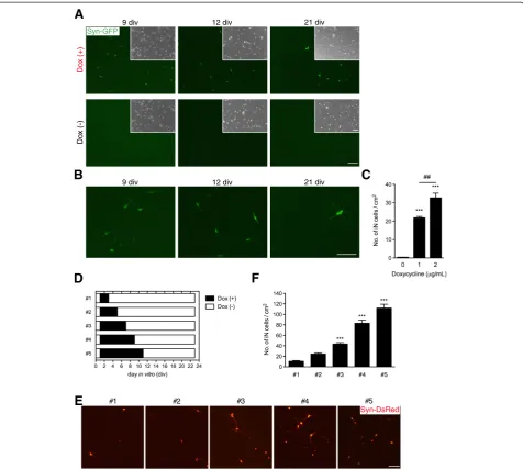 Figure 2 Generation of iN cells. (A, B) Transgene-dependent conversion of common marmoset fibroblasts into neuronal cells, in whichsynapsin reporter activation and morphological changes were dependent on the exogenous transcription factor and time
