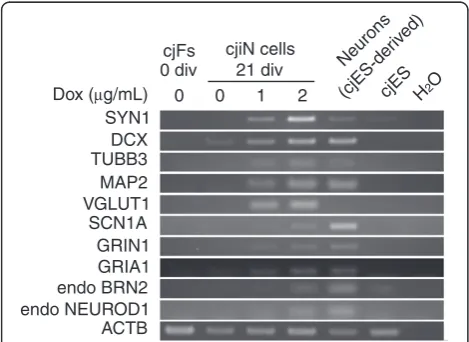 Table 1 Primer sets used in RT-PCR analysis