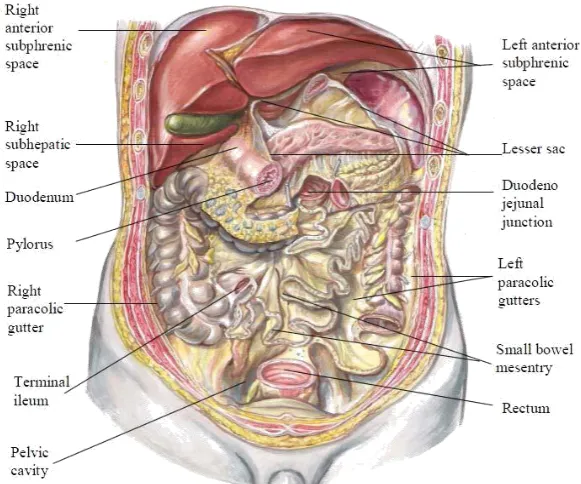 FIG: 1. PERITONEUM LAYERS – PARIETAL AND VISCERAL 