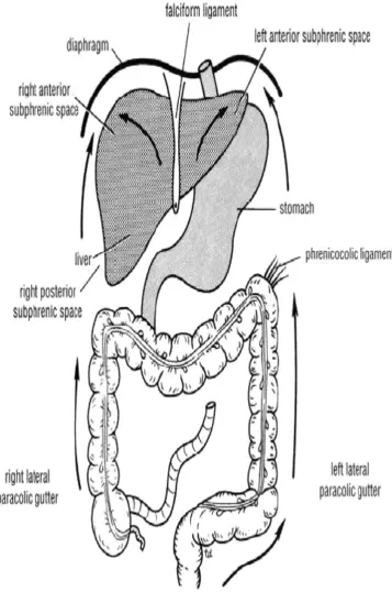 FIG: 3.  NORMAL DIRECTION OF FLOW OF PERITONEAL 