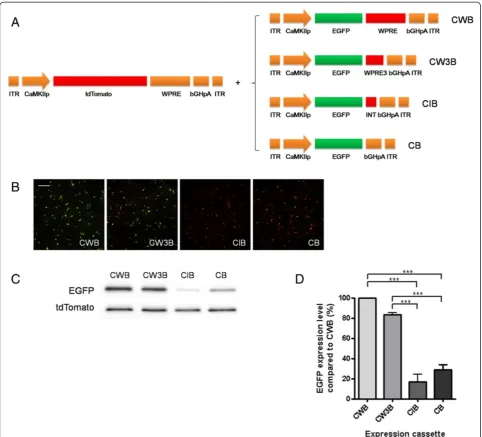 Figure 1 Comparison of expression cassettes with modification or deletion of WPRE. Athe expression level of EGFP driven by CW3B having WPRE3 (247 bp) is comparable (83.4%) to CWB having WPRE (600 bp)