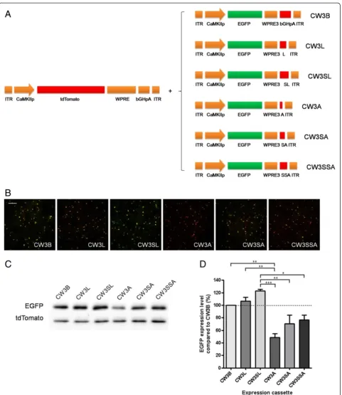 Figure 2 Comparison of transgene expression with modification of polyadenylation signal