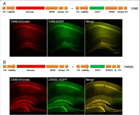 Figure 4 Transgene expression in the mouse brains with CW3SL expression cassette.together with CWB-tdTomato into the hippocampal CA1 region