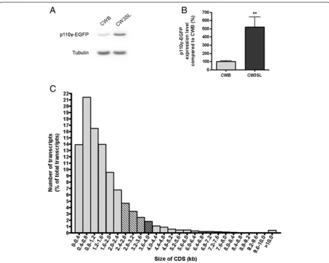 Figure 5 Utilization of CW3SL expression cassette for large transgene expression. A. Western blot analysis of p110γ-EGFP fusion proteinexpression by CWB-p110γ-EGFP and CW3SL-p110γ-EGFP