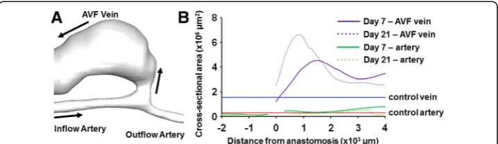 Fig. 3 Cross-sectional area of mouse AVF vessels. (a) The 3D reconstruction of a representative mouse AVF.Black arrows indicate the direction of blood flow