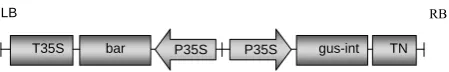 Figure 1. Schematic structure of the T-DNA region of the binary vector pCAMBIA3301. LB, left border; RB, right border; bar, phosphinothricin acetyltransferase gene; gus-int, β-glucuronidase gene containing an intron; P35S, CaMV 35S promoter; T35S, CaMV 35S