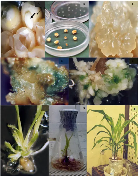 Figure 2. Transformation of maize plants using assay of embryogenic callus. E: First step in plant regeneration of embryogenic callus