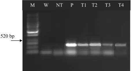 Figure 3. The representative PCR analysis of genomic DNA to detect the presence of the gus gene in putative transgenic maize plants S61 line