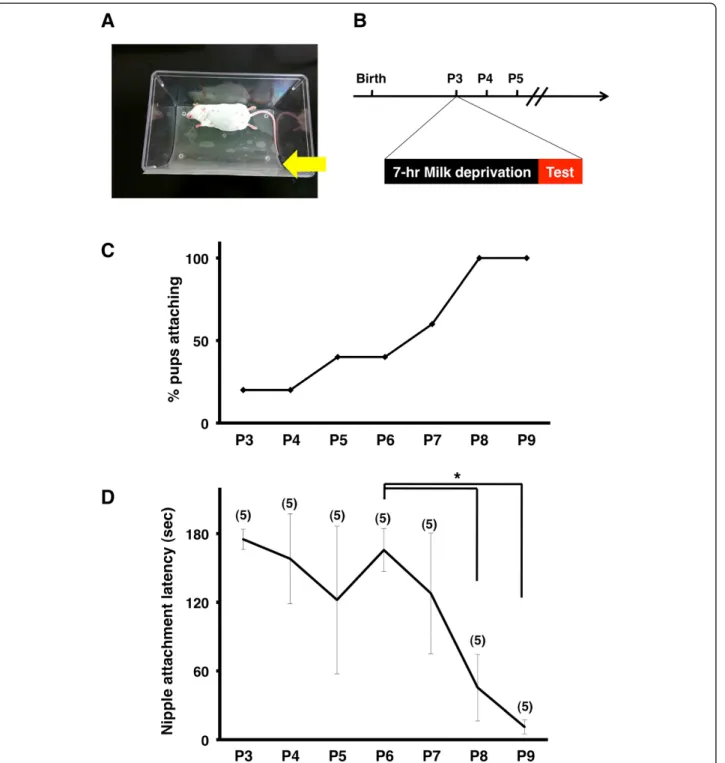 Figure 1 The original test procedure for measuring nipple attachment latency. (A) The experimental platform to test nipple attachment latency