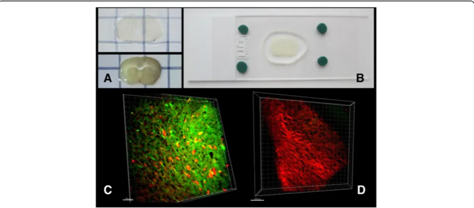 Figure 1 Simplified CLARITY clearing procedure. (A) Hydrogel-embedded coronal slices before (bottom) and after (top) passive clearingprocedure