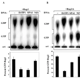 FIG. 1. E6TP1 exhibits GAP activity toward Rap small G proteins. 293T cells (106vector DNA (plasmid DNA encoding GST-Rap1A (A) or GST-Rap2A (B) and 1phosphate-free medium