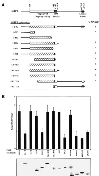 FIG. 3. GAP domain of E6TP1. (A) Schematic diagrams of the deletion mutants of E6TP1. Mutants exhibited (�activity toward Rap1