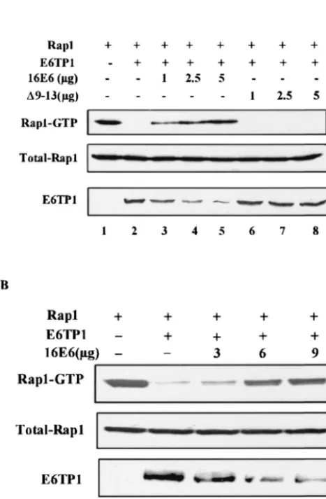 FIG. 4. HPV16E6(A) 293T cells (10pMT2-HA-Rap1A (5E6TP1 (E6TP1) (1513) by the calcium phosphate precipitation method