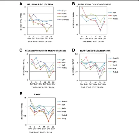 Figure 1 Temporal changes of specific retinal gene clusters related to neuronal loss and regeneration failure