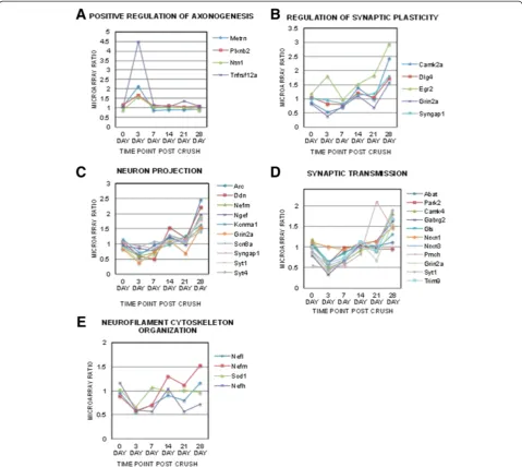 Figure 2 Temporal changes of specific optic nerve gene clusters related to neuronal loss and regeneration failure.(B) Neuron specific andaxonal regeneration related neuronal clusters were selected from the optic nerve GO tables and the microarray ratios of