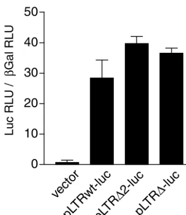 FIG. 8. Introduction of a stop codon in Nef-�with SIV molecular clones that were isogenic except for the presence of a termination codon after the aa 20 of Nef