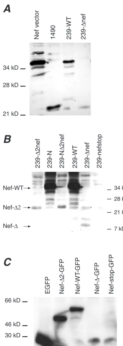 FIG. 3. Expression of truncated Nef proteins. Protein extracts frominfected CEMx174 cells were immunoblotted with an anti-SIVmac Nef