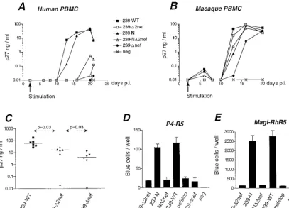FIG. 6. Nef-�were left unstimulated for 2 days before PHA and IL-2 were added to the cultures