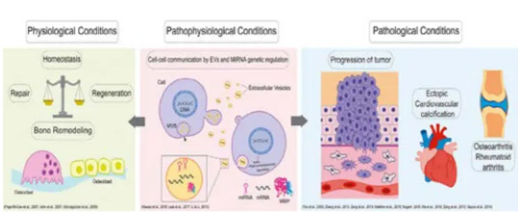 Figure 1:  Involvement of MMPs in biological  conditions  