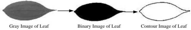 Figure 3. Leaf contour extraction process. 