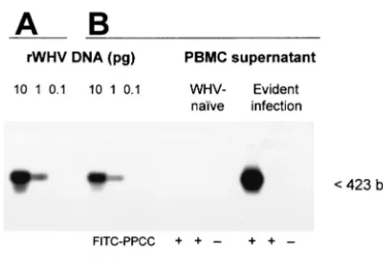 FIG. 1. Sensitivity and speciﬁcity of WHV DNA detection by PCRwith the oligonucleotide primer pair homologous to the virus core gene
