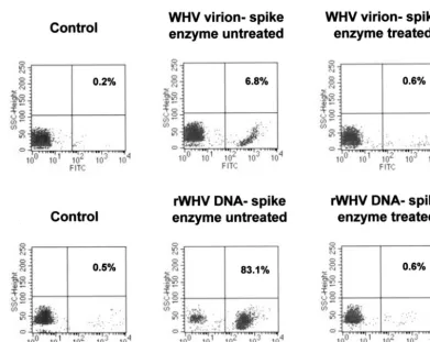 FIG. 2. Flow cytometry analysis of WHV-naive PBMC exposed to either WHV virions or cloned recombinant WHV (rWHV) DNA andsubjected or not to stepwise DNase/trypsin/DNase digestion and WHV DNA-speciﬁc PCR ampliﬁcation