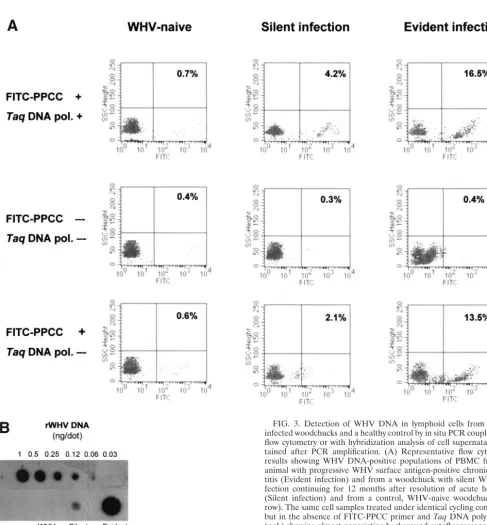 FIG. 3. Detection of WHV DNA in lymphoid cells from WHV-infected woodchucks and a healthy control by in situ PCR coupled with