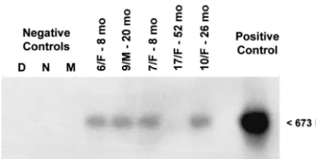 FIG. 6. Detection of cccDNA in representative PBMC sampleswhich were obtained from woodchucks with serologically silent, per-
