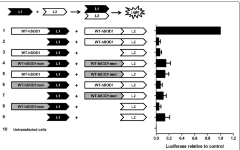Figure 6 Mutations at residues F50E/G51E of SOD1 produces a variant of SOD1 that is unable to dimerize with itself or heterodimerizewith native WT-hSOD1 subunits