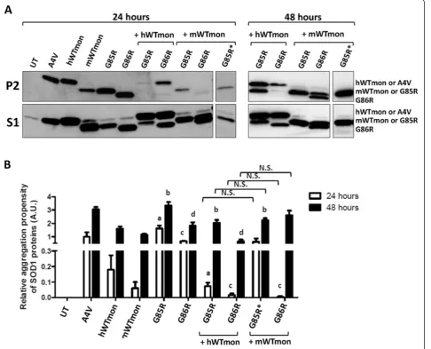Figure 7 The introduction of experimental mutations that monomerize WT-SOD1 produce varied effects on interactions with mutantSOD1