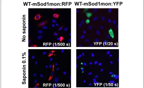 Figure 8 WT-mSod1mon fused to RFP or YFP forms saponin-resistant inclusions. The indicated fused constructs were expressed in CHOcells as explained in previous figure legends and Methods.