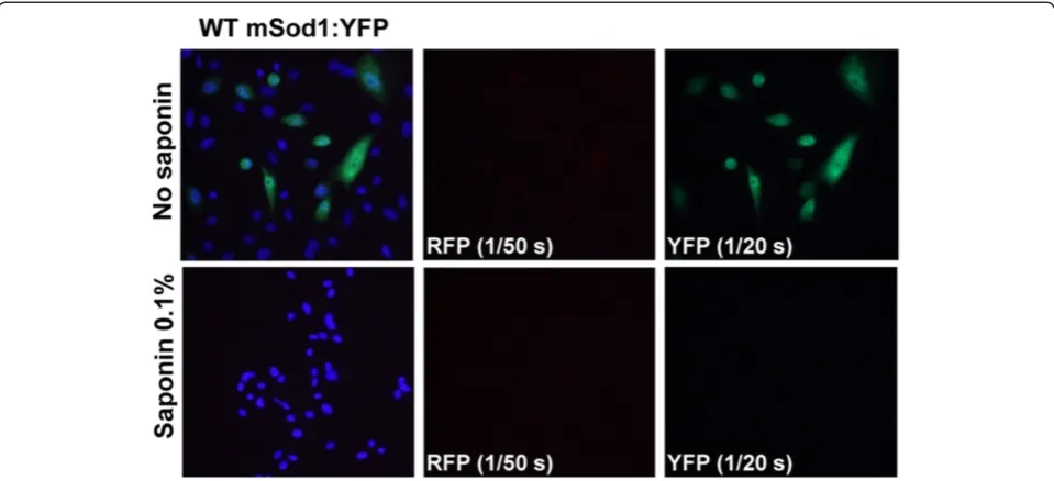 Figure 2 Fusions of WT-mSod1 with YFP are fully soluble. WT-mSod1:YFP proteins were expressed in CHO cells for 24 h