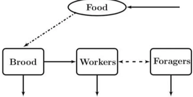 Figure 1. Schematic representation of the compartmental model. Brood eclose into workers, then mature to foragers