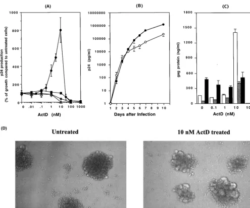 FIG. 1. ActD upregulates HIV-1 replication but not HIV-2 replication. (A) MT-2 (closed circles), MT-4 (open circles), Jurkat (open triangles),NL4.3NL4.3percentage of virus growth in ActD-treated cells compared to that in untreated cells