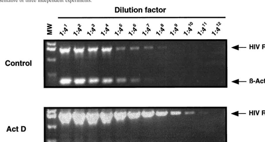 FIG. 2. ActD downregulates expression of CD4 and CXCR4 onMT-2 cells. MT-2 cells were cultured for 3 days in the presence of 0
