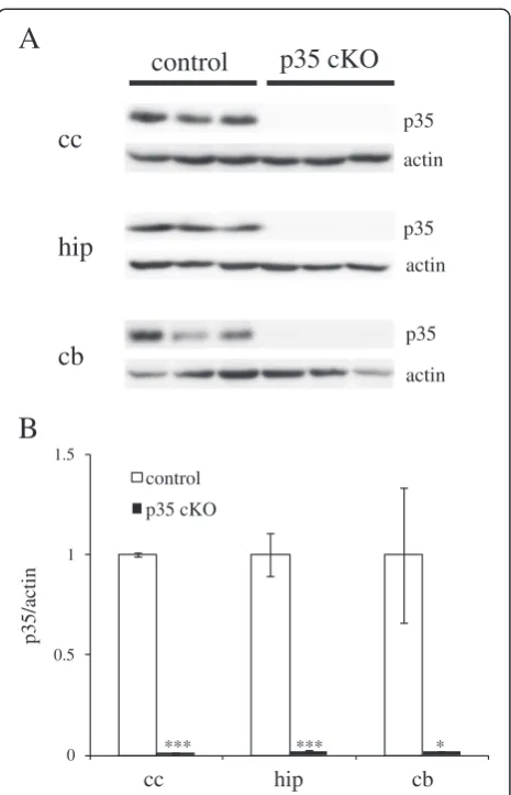 Figure 1 Inducible p35 protein reduction in the CreER-p35 cKO*mouse brain. (A, B) Tamoxifen was administered orally to CreER-p35cKO mice (black bars, p35 cKO) and p35-flox mice (white bars, control).1 week after administration, p35 protein was significantl