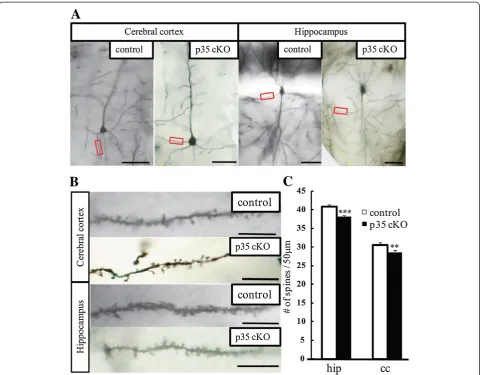 Figure 4 Reduced dendritic spine density on pyramidal neurons in CreER-p35 cKO mice. (A) Representative segments of the dendrites ofpyramidal neurons in the cerebral cortex and hippocampus