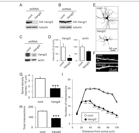Figure 1 Effect of Vangl2 knockdown on neuronal morphology. (A, B) Knockdown (KD) effect of shRNA-Vangl2 on transiently expressed HA-Vangl2(A) or HA-Vangl1 (B) using the calcium phosphate method in COS-7 cells