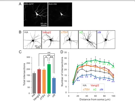 Figure 3 Effect of Vangl2 on dendrite branching. (A) Cultured hippocampal neurons were transfected with various HA-tagged constructs of Vangl2and EGFP at 4 DIV