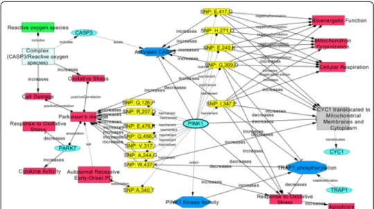 Fig. 3 Network visualization of the BEL mechanistic model for causal mutations in PINK1
